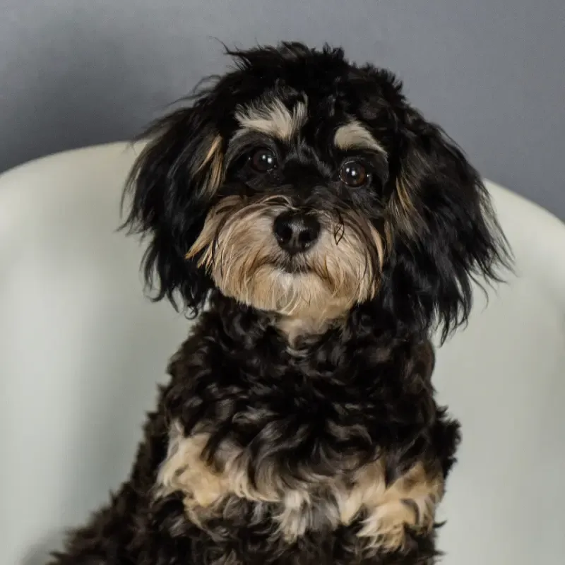 Jack, emotional support dog